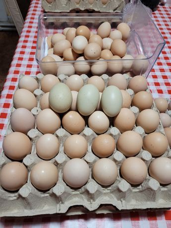 Vând ouă de la țară