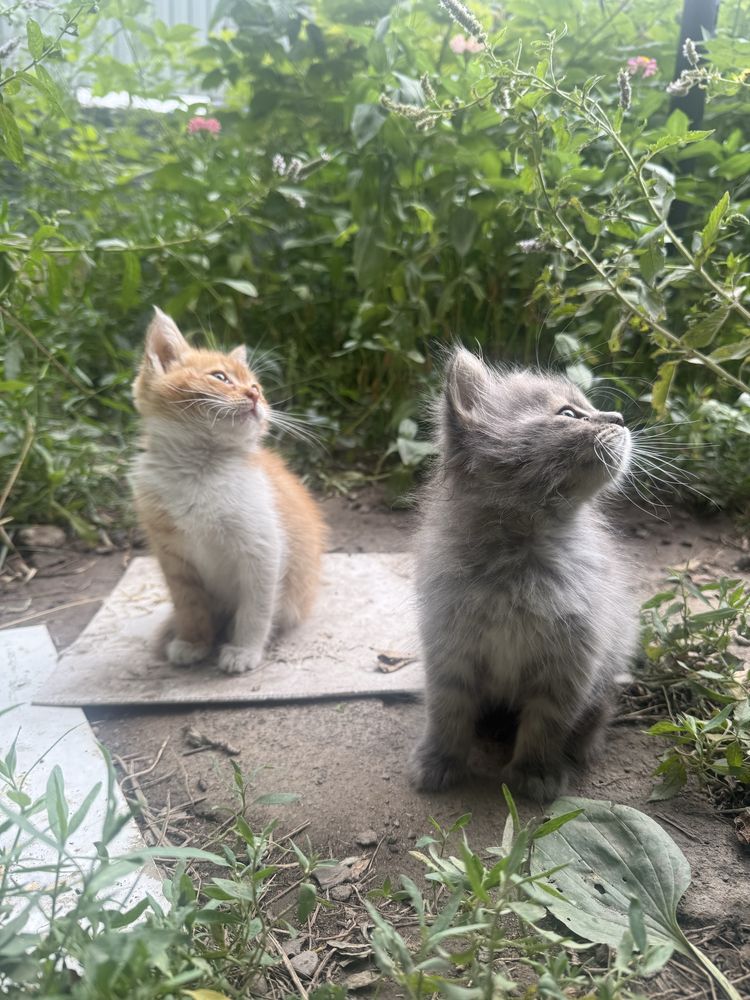 Котята ищут любящую семью
