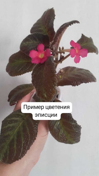Продам комнатные цветы