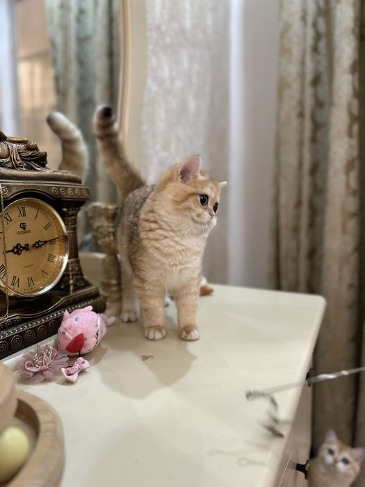 Котята Британской породы окрас Шиншилла