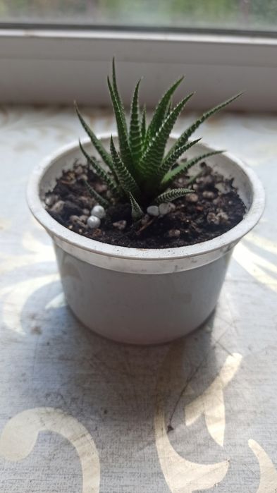 Хавортия суккулент