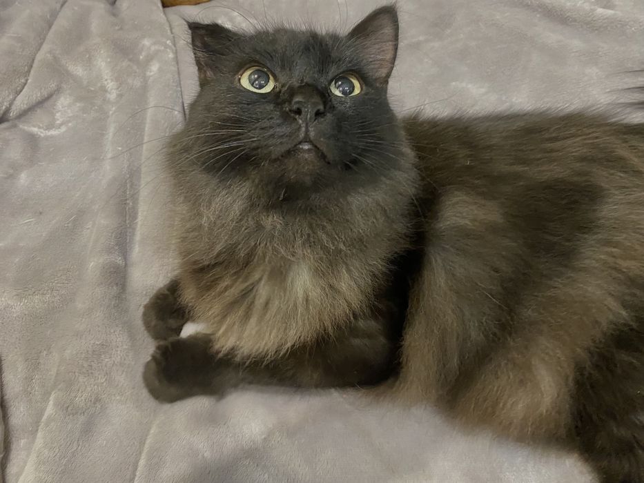 Отдам в добрые руки