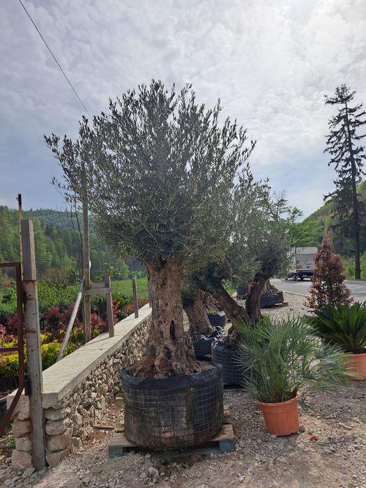 Vând plante ornamentale tuia Leylandii