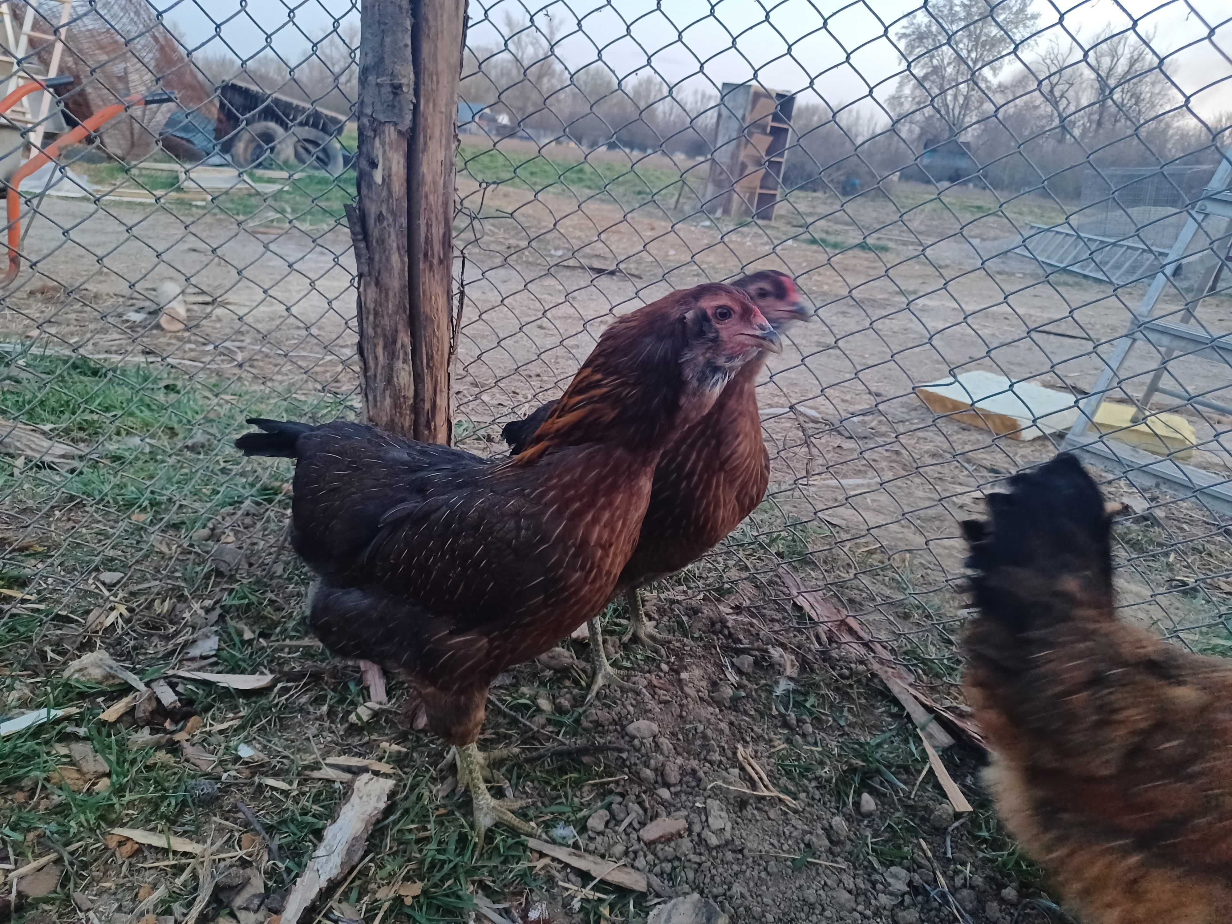 Oua de ameraucana