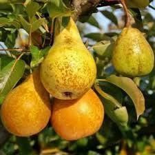 Par (Soiul Harroe Sweet )