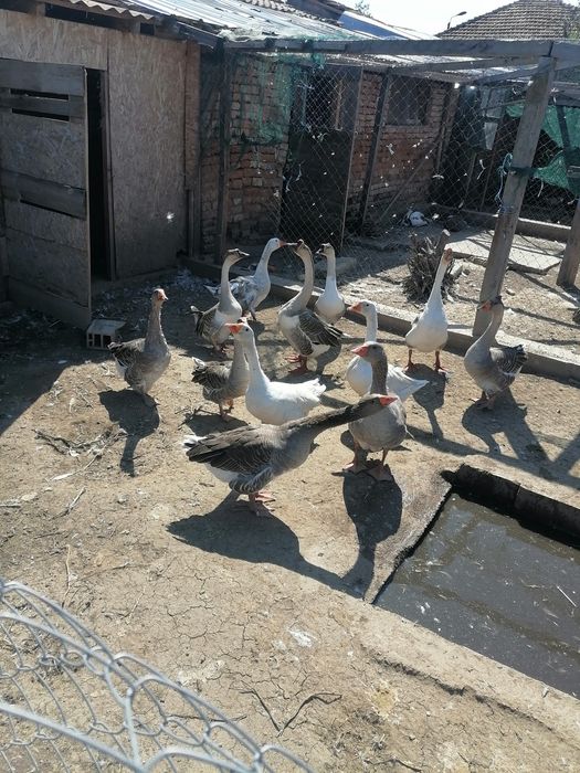 Разплодни Гъши яйца