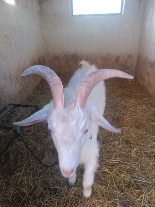 Vând țap de un an
