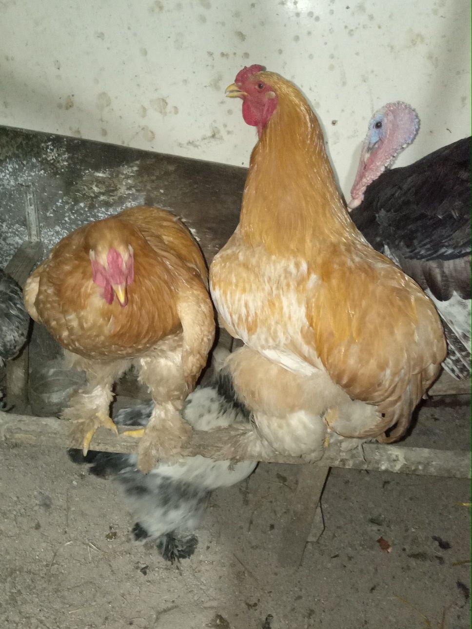 Продам яйца породы брама