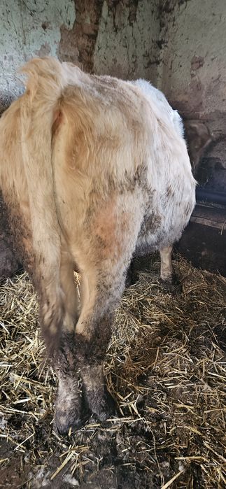 Vand taur  pt taiere