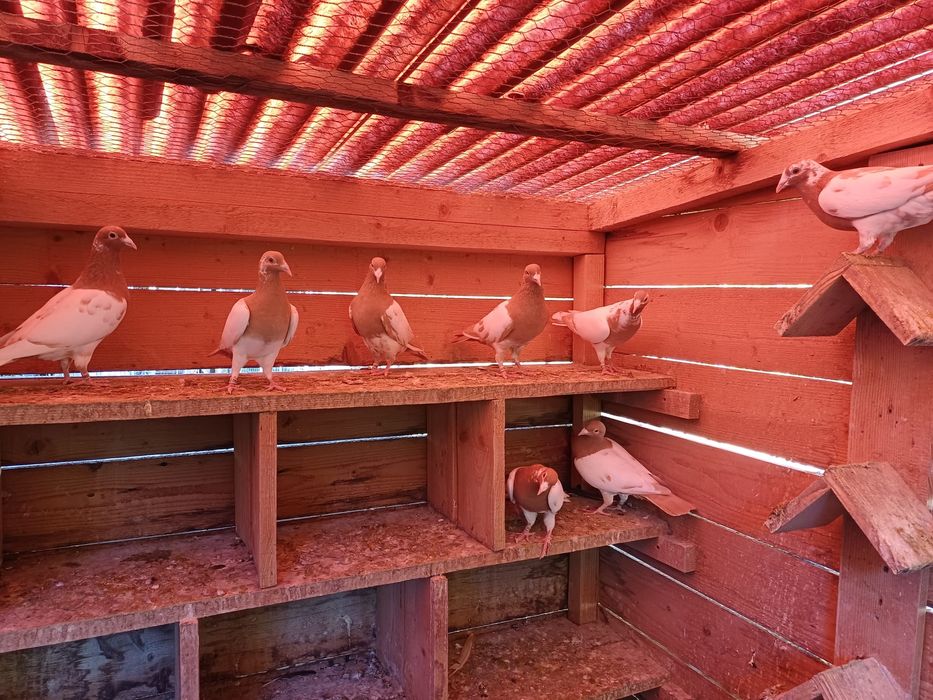 Porumbei voiajori sport meulemans