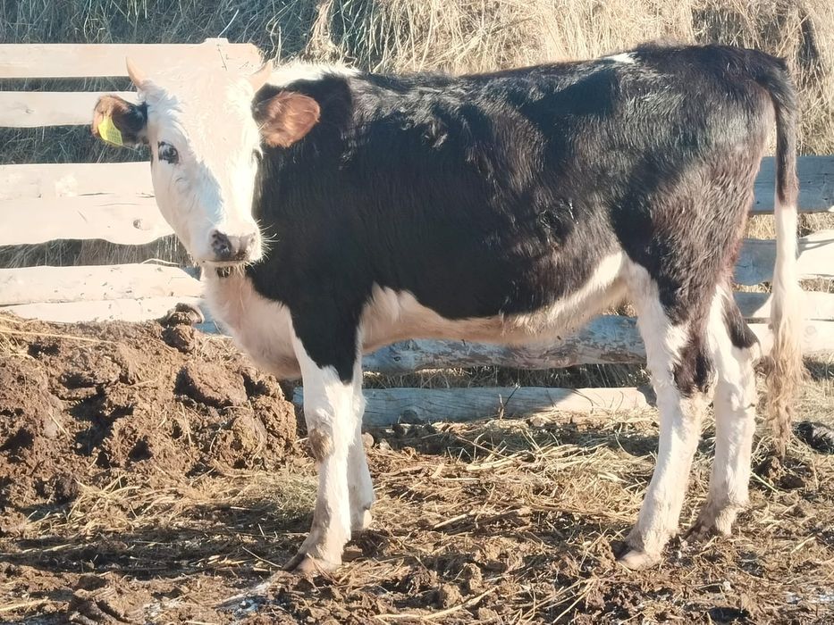 Коровы и быки продается