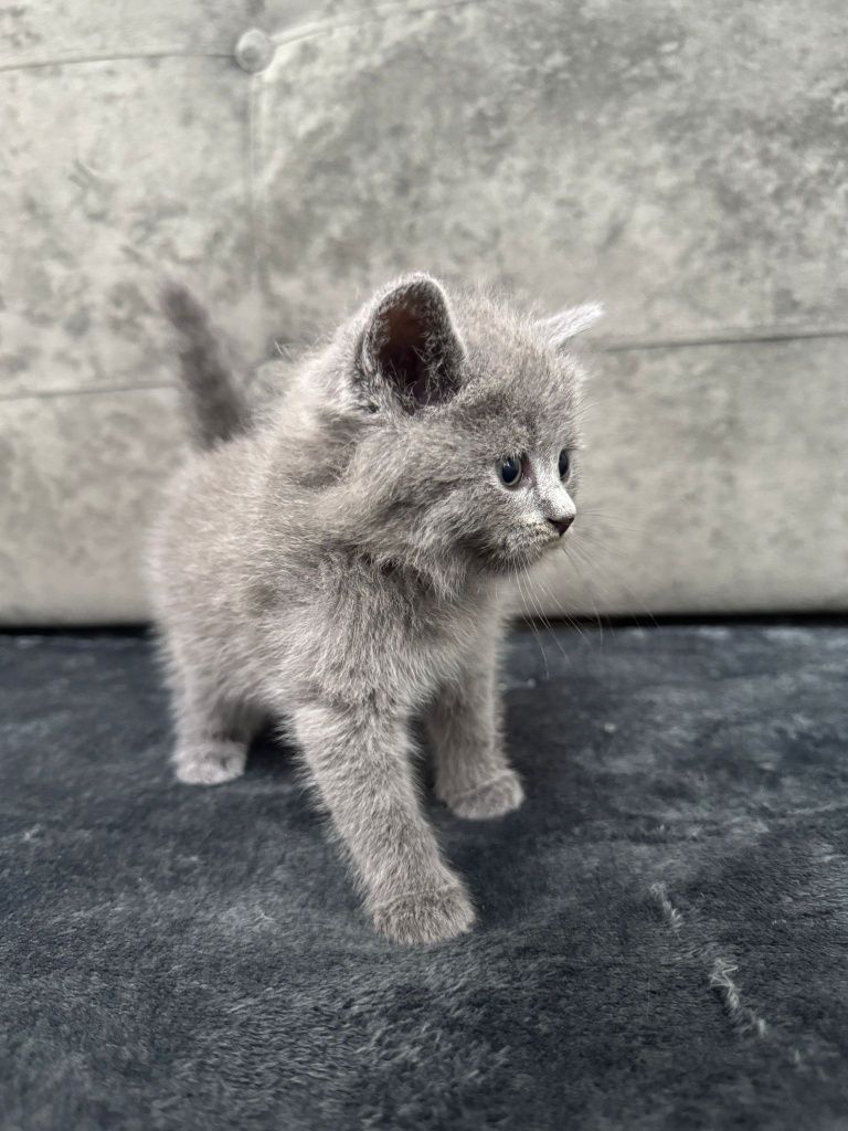 Pui de pisică scottish straight / scottish fold