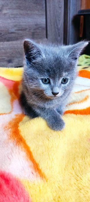 Котёнок девочка.