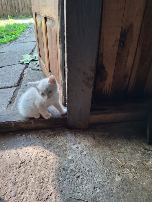 Ofer spre adoptie pui de pisica