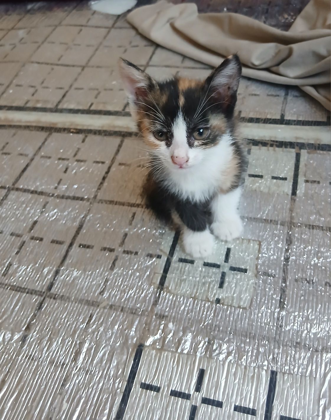 Котята, Мушукчалар.