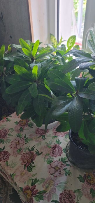 Домашние цветы...