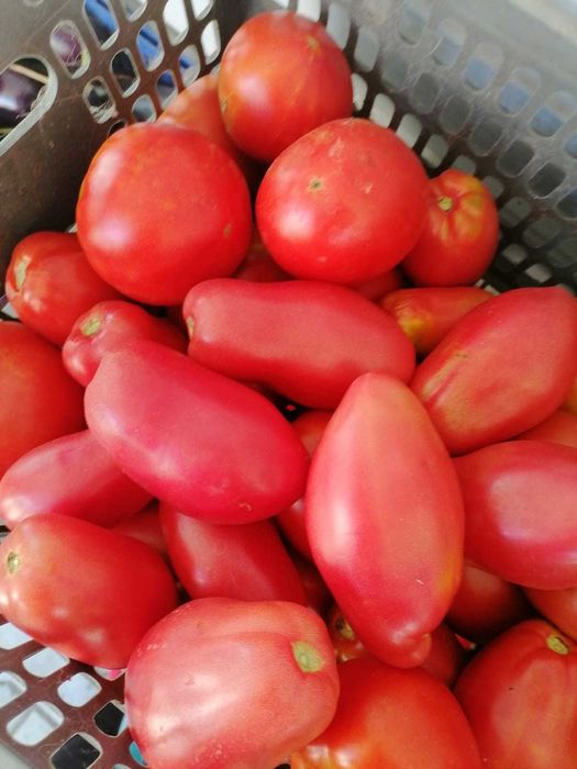 Продам помидоры. Цена 600т