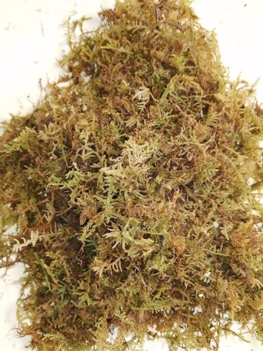 Мох сфагнум Гипнум кипарисовый