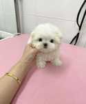Bichon maltez mini toy (vaccinat)