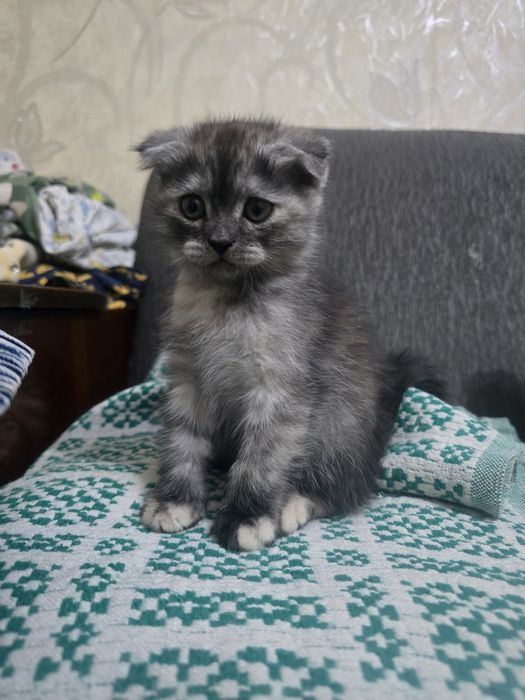 Шотландские котята
