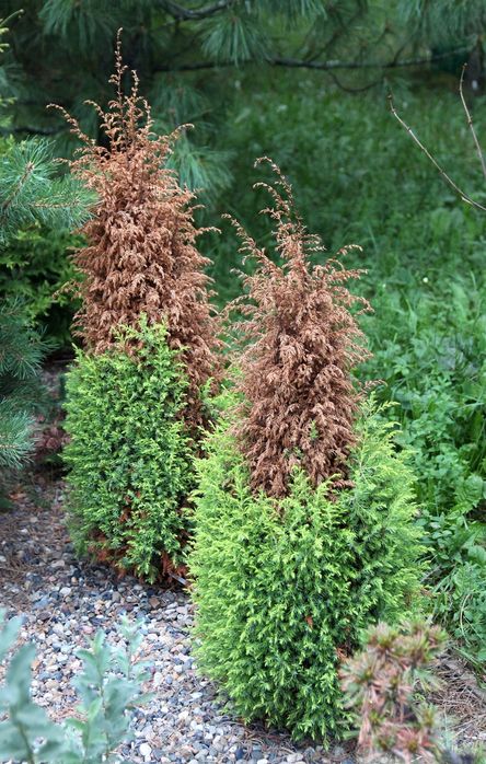Садовник Обработка Лечение хвойных, декоративных деревьев растений .