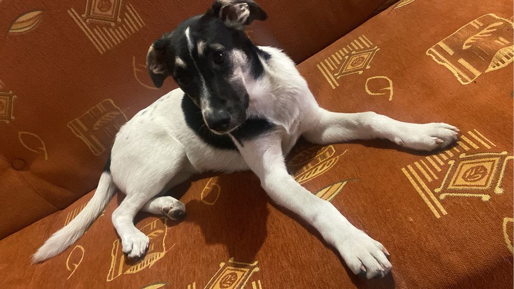 Dau spre adoptie un caine metis de talie medie