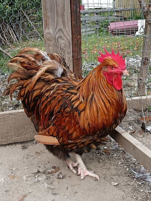 Gaini Orpington si Cochinchina