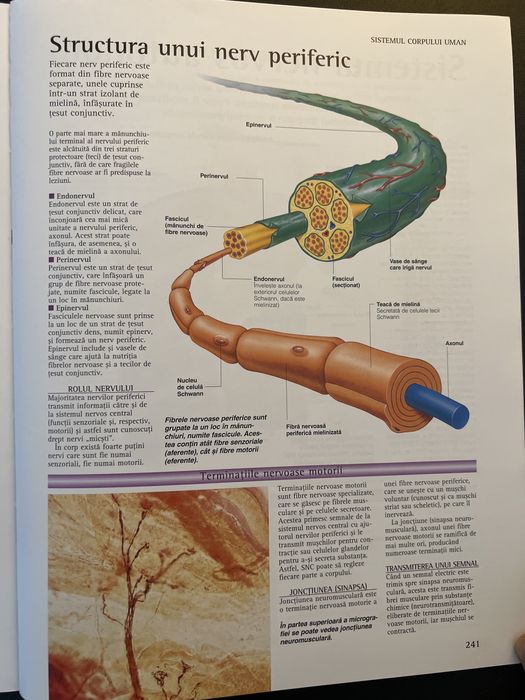 Atlasul corpului uman Corint