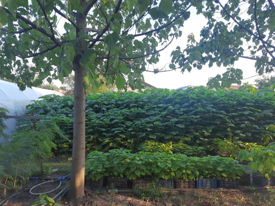 Paulownia tomentosa  și arbori de mătase