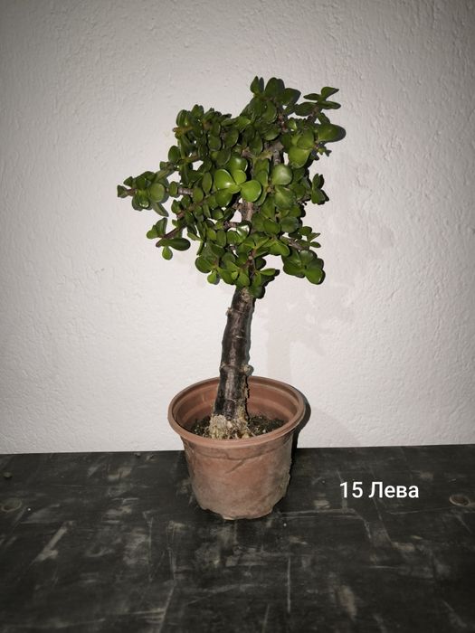 Портулакария Афра