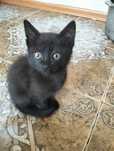 Отдам в добрые руки котят. Район плазы