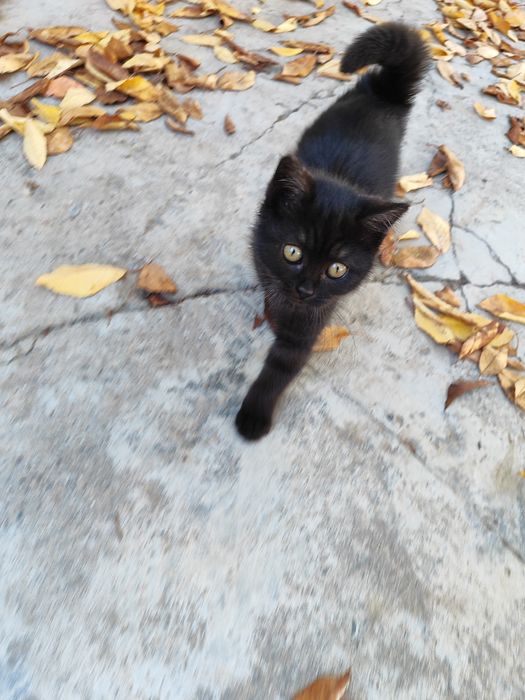 Tekin mushuk tahminan 2 oy atrofida