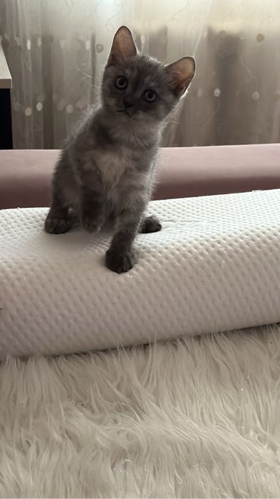 Чистакровная девочка скоттиш страйт с паспортом