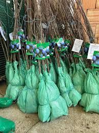 Pomi fructiferi normali Pruni