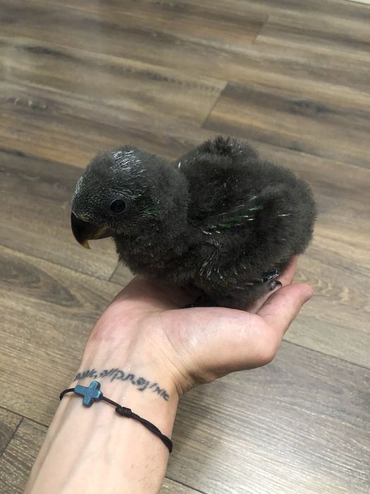 Ръчно хранен Еклектус