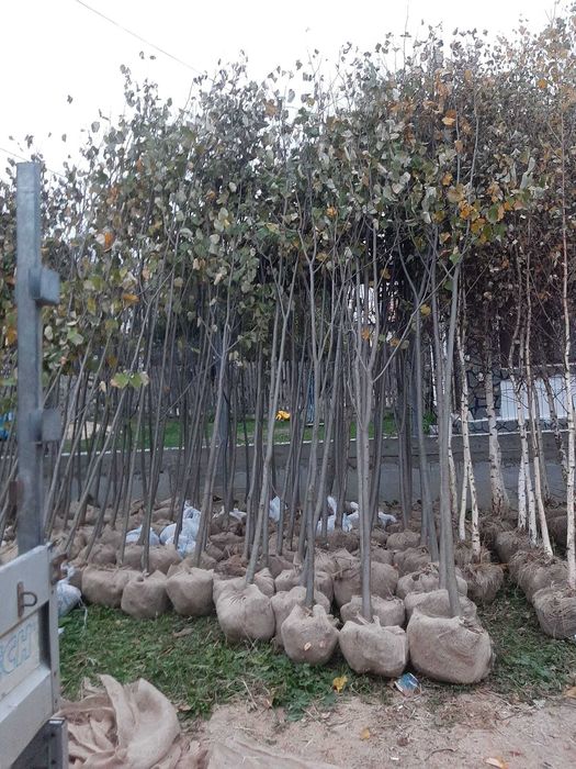 Tuia, Brazi, Gazon, Magnolie, Mesteacăn, Tei