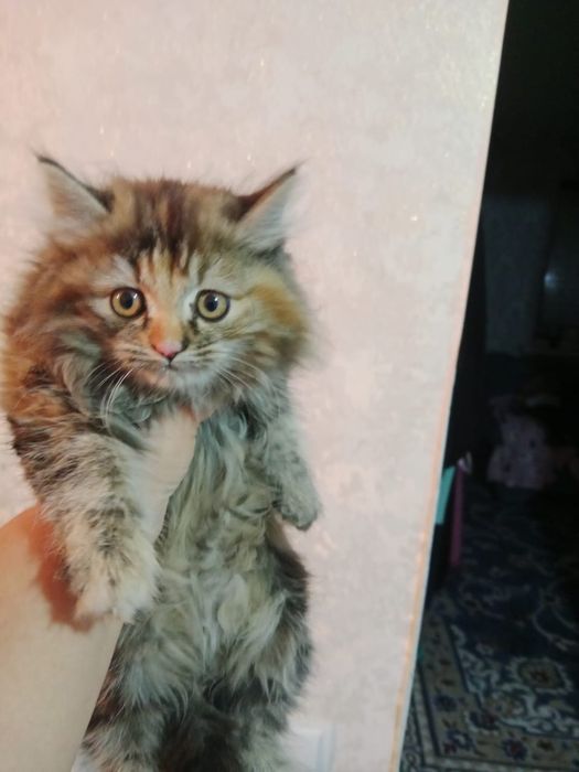 ПорОдиСтыЕ коТята в добрые руки