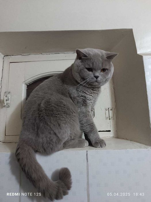 Котёнок скоттиш страйт. (мальчик)