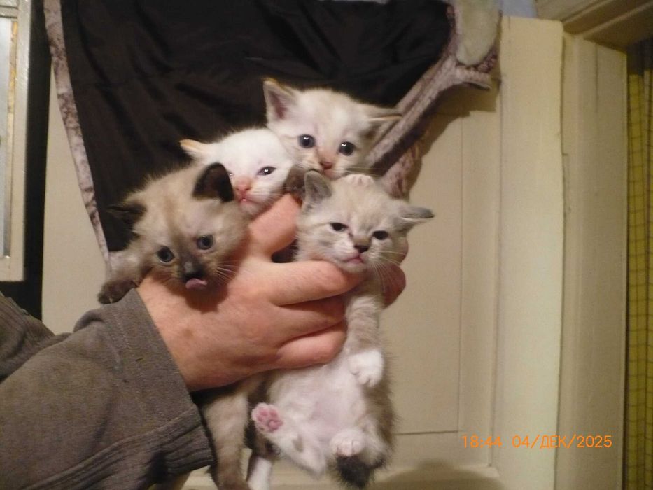 Дарю симпатичных котят.