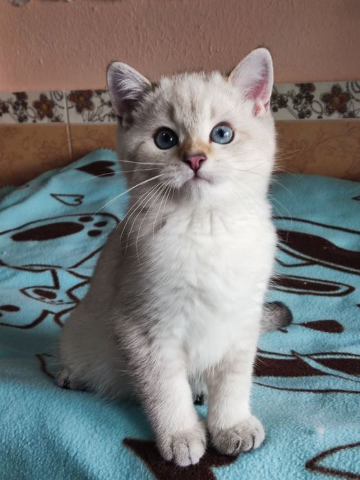British shorthair Black golden ticked  point.