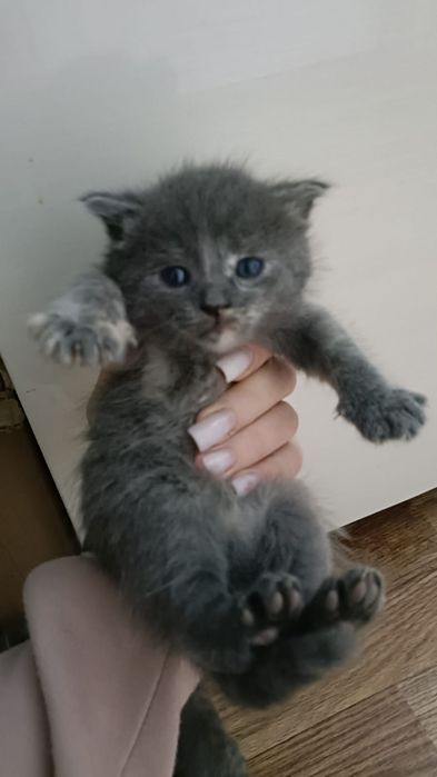 Отдам котенка бесплатно