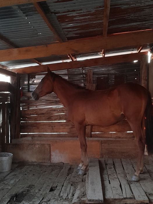 Сатылады төрт аяғы сау