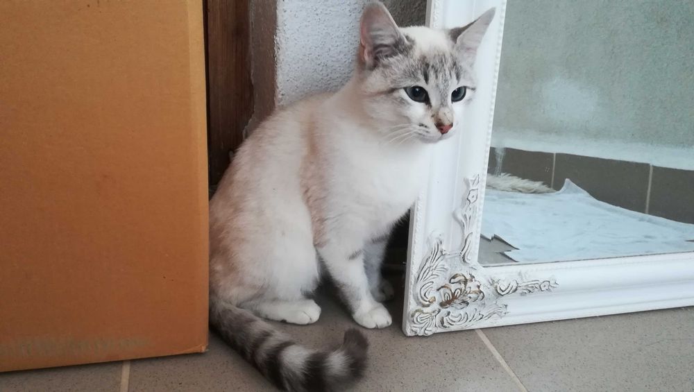 Търся дом за две котета