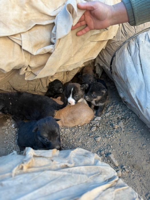 Donez Cățeluși Metis