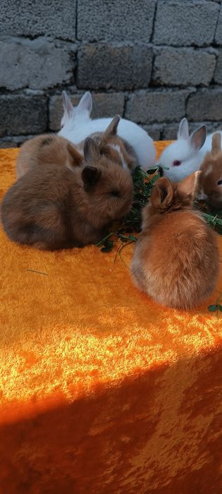 Karlik shirin quyonchalar