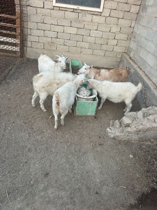 Орыс ешки 9-10 айлық лақтарымен сатылады