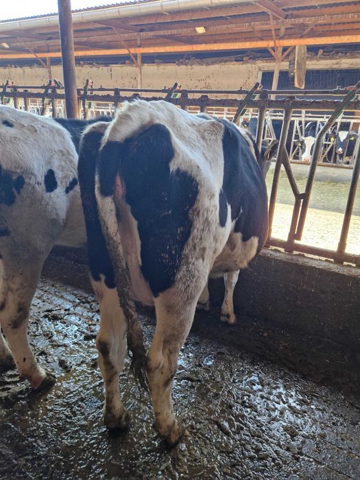 Vindem Tineret- Femele- Holstein, GESTANTE- 43 capete