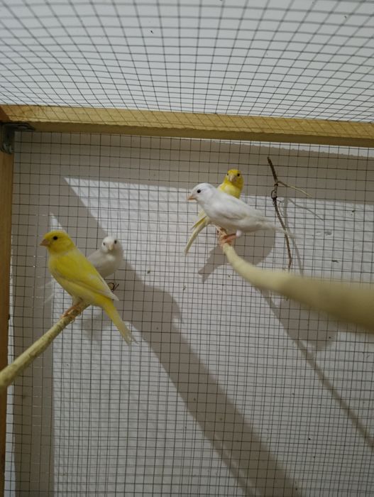 Kanareka sotiladi 3 ta nar 1 ta moda soglom tayor