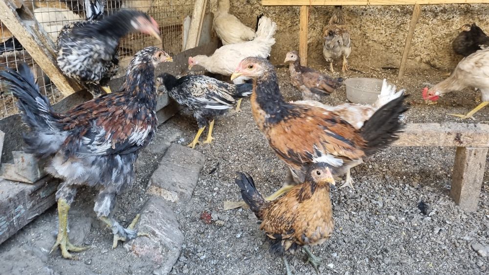 Жужалар сотилади