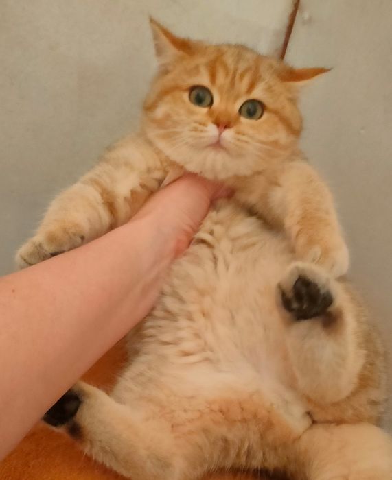 Котята Шиншиллы золото и серебро